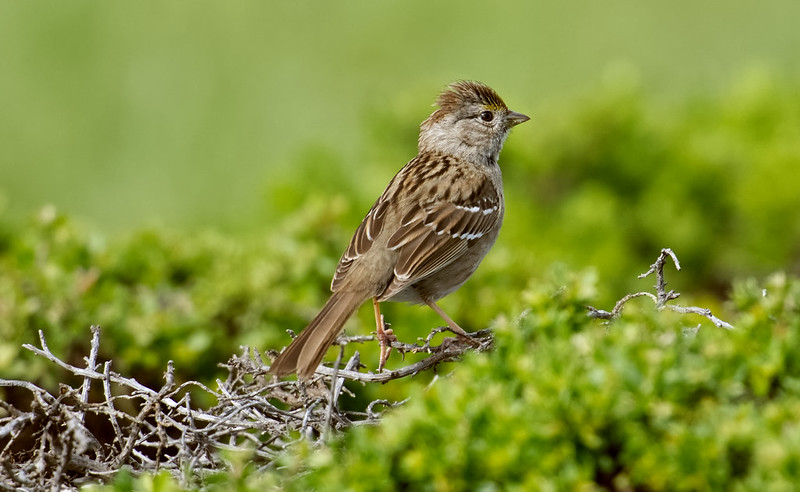 small bird close up against green background in tarpy flats, monterey