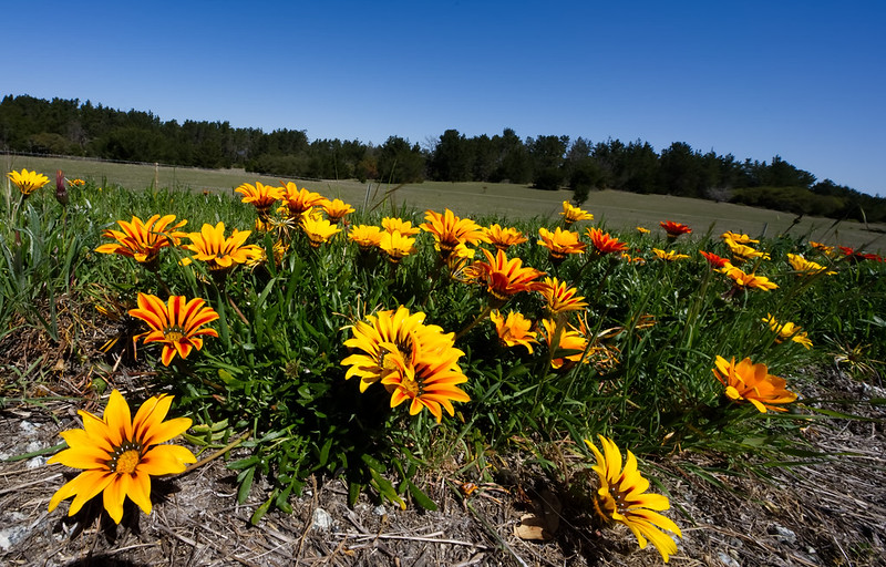 orange and yellow wildflowers in tarpy flats, monterey