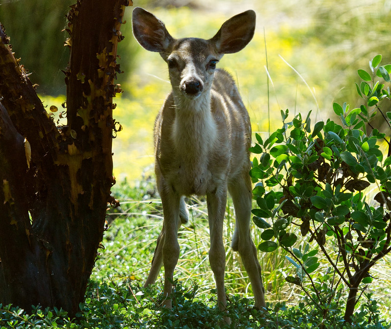 close up of deer facing camera in tarpy flats, monterey among bushes