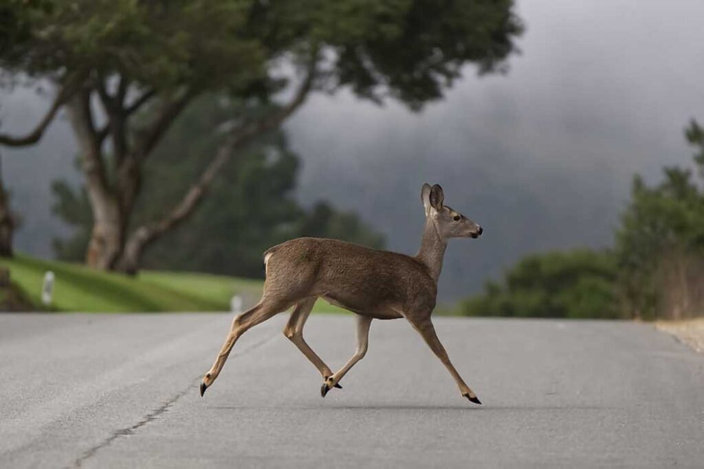deer crossing the road in monterey